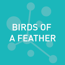 Birds of a Feather Subnmission